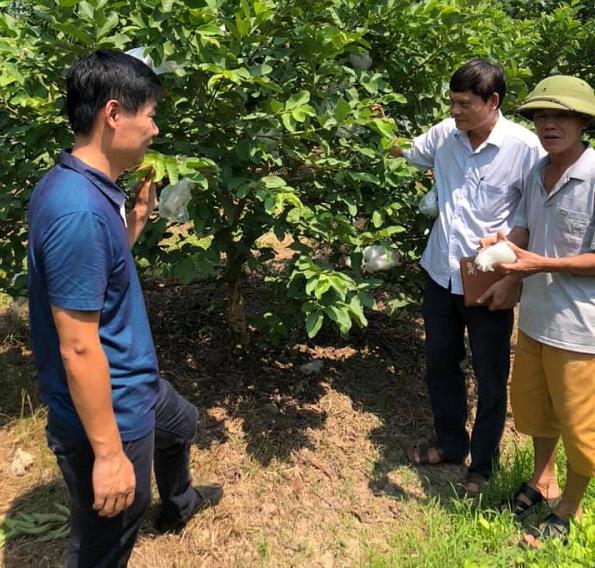 Khảo sát đánh giá tác động của ruồi vàng và bệnh nấm, giám tới một số loại cây ăn quả tại tỉnh Vĩnh Phúc