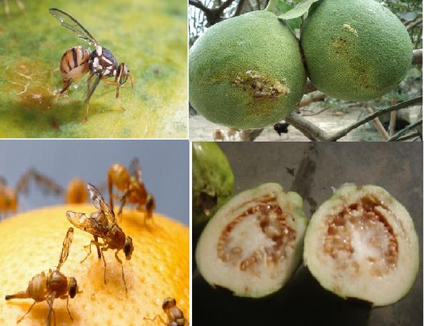 Khảo sát đánh giá tác động của ruồi vàng và bệnh nấm, giám tới một số loại cây ăn quả tại tỉnh Vĩnh Phúc