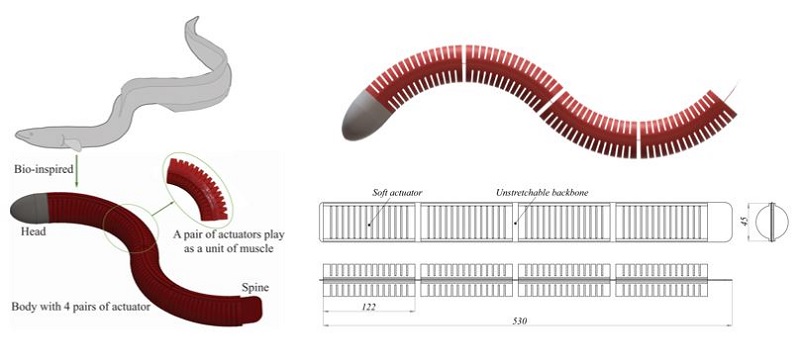 Báo cáo khoa học định kỳ: “Soft eel robot: Beyond the biomimetics”